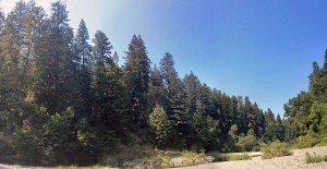 Swimming beneath the redwoods at the Garden Club of America Grove