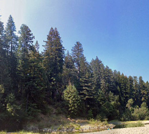 Swimming beneath the redwoods at the Garden Club of America Grove