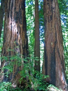 Honor tree in Butano Redwoods State Park