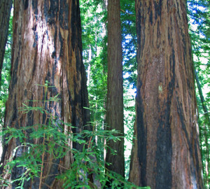 Honor tree in Butano State Park