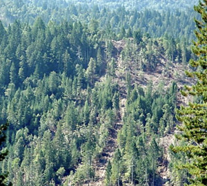 Selection harvest in Mendocino County.