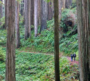 Emily and Harry in Prairie Creek Redwoods State Park.