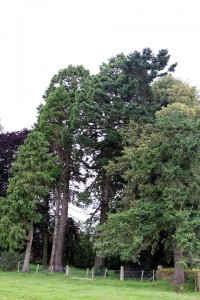 Giant sequoias near Long Meg and her Daughters