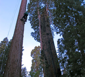 A researcher climbs a giant sequoia at Mountain Home Grove next to a burned giant sequoia that remains alive with two vigorous sprouts near its broken top. Photo credit: Bob Van Pelt