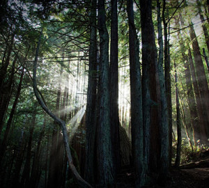 Dark forest. Photo by (matt), Flickr Creative Commons