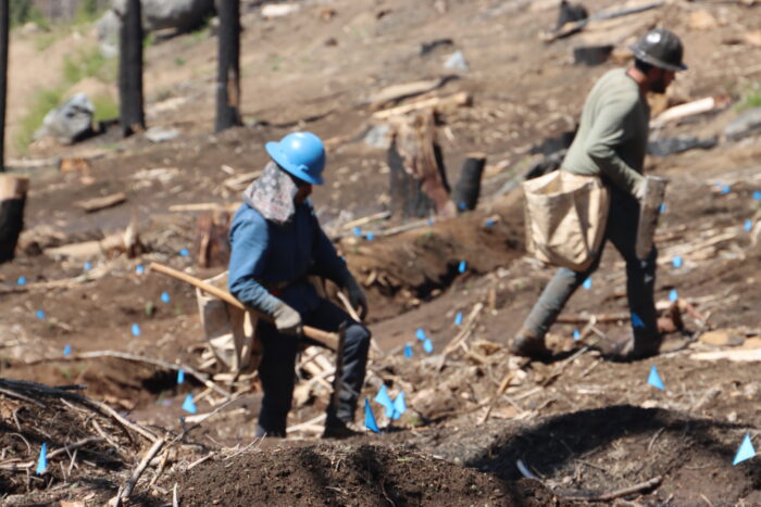 alder planting blue hat