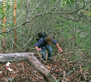My colleague Richard Campbell tries to make his way uphill through the thick brush.