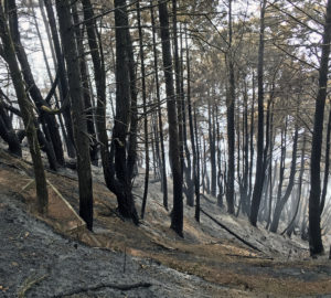 A stand of trees, mostly Douglas fir, burned by the Usal Fire this week on Shady Dell. Photo by Richard Campbell