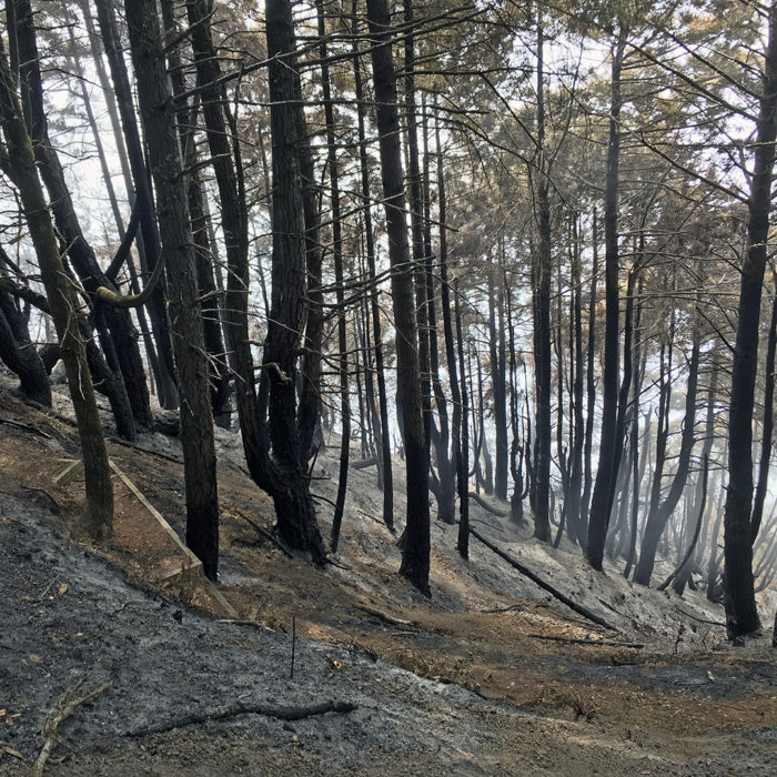 A stand of trees, mostly Douglas fir, burned by the Usal Fire this week on Shady Dell. Photo by Richard Campbell