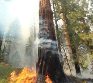 burning sequoia