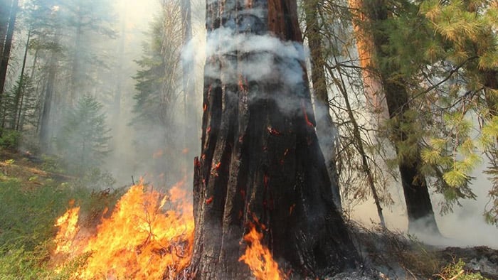 Giant sequoia and fire