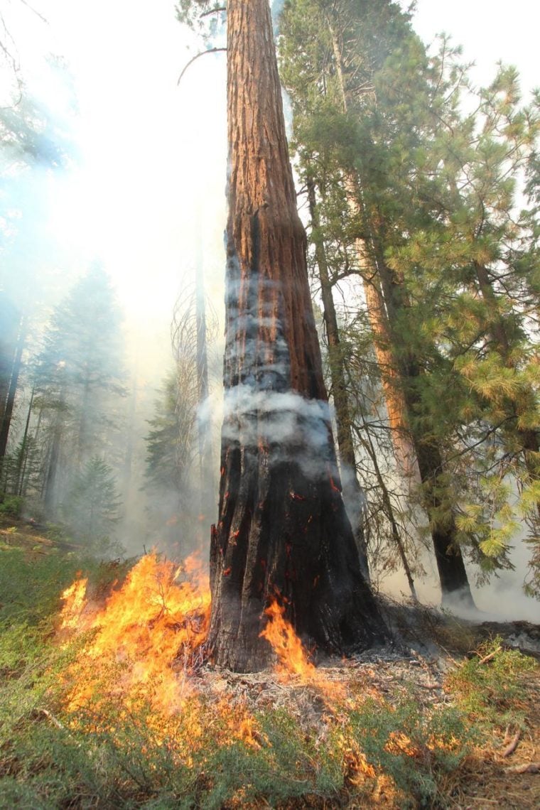 burning sequoia