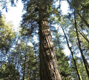 Butano State Park. Photo by Patricia VanEyll