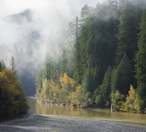 Redwoods photo by David Baselt