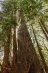 Bigfoot in the redwoods - Save the Redwoods League