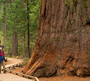 Giant sequoia in North Grove, Calaveras Big Trees State Park, Ebbetts Pass National Scenic Byway, California. Photo by age fotostock / Alamy