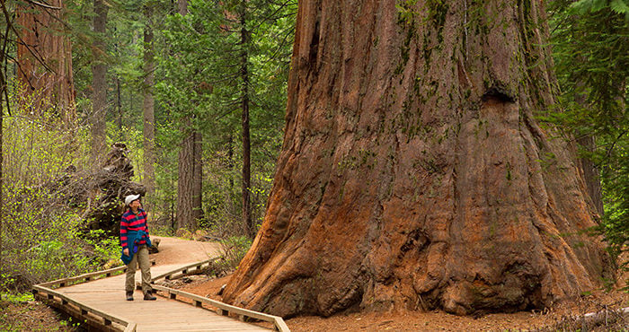 Giant sequoia in North Grove, Calaveras Big Trees State Park, Ebbetts Pass National Scenic Byway, California. Photo by age fotostock / Alamy