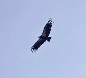 California condor. Photo by Mike's Birds, Flickr Creative Commons