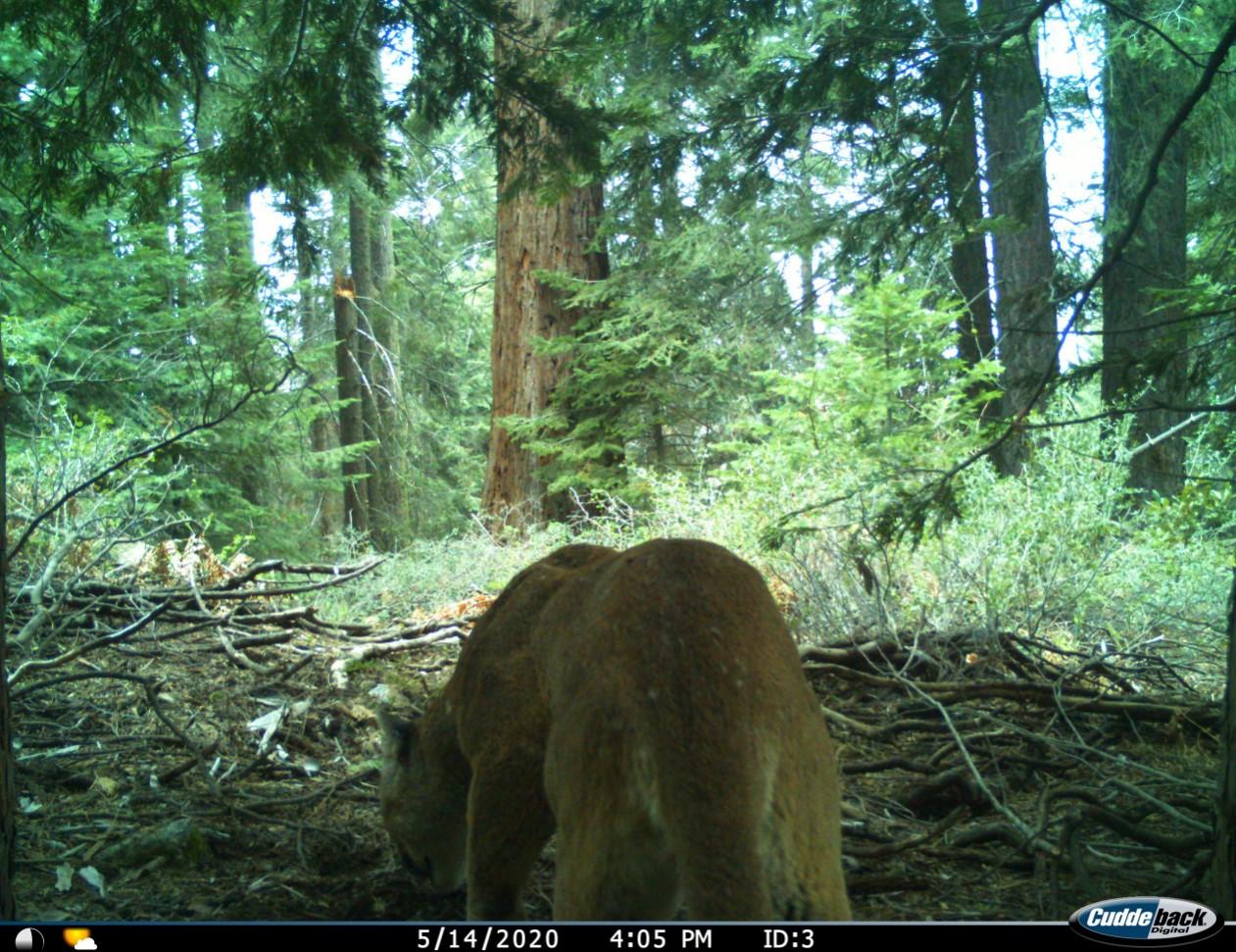 A wildife camera trap catches a glimpse of a mature mountain lion from behind as it makes its way through a redwood forest.