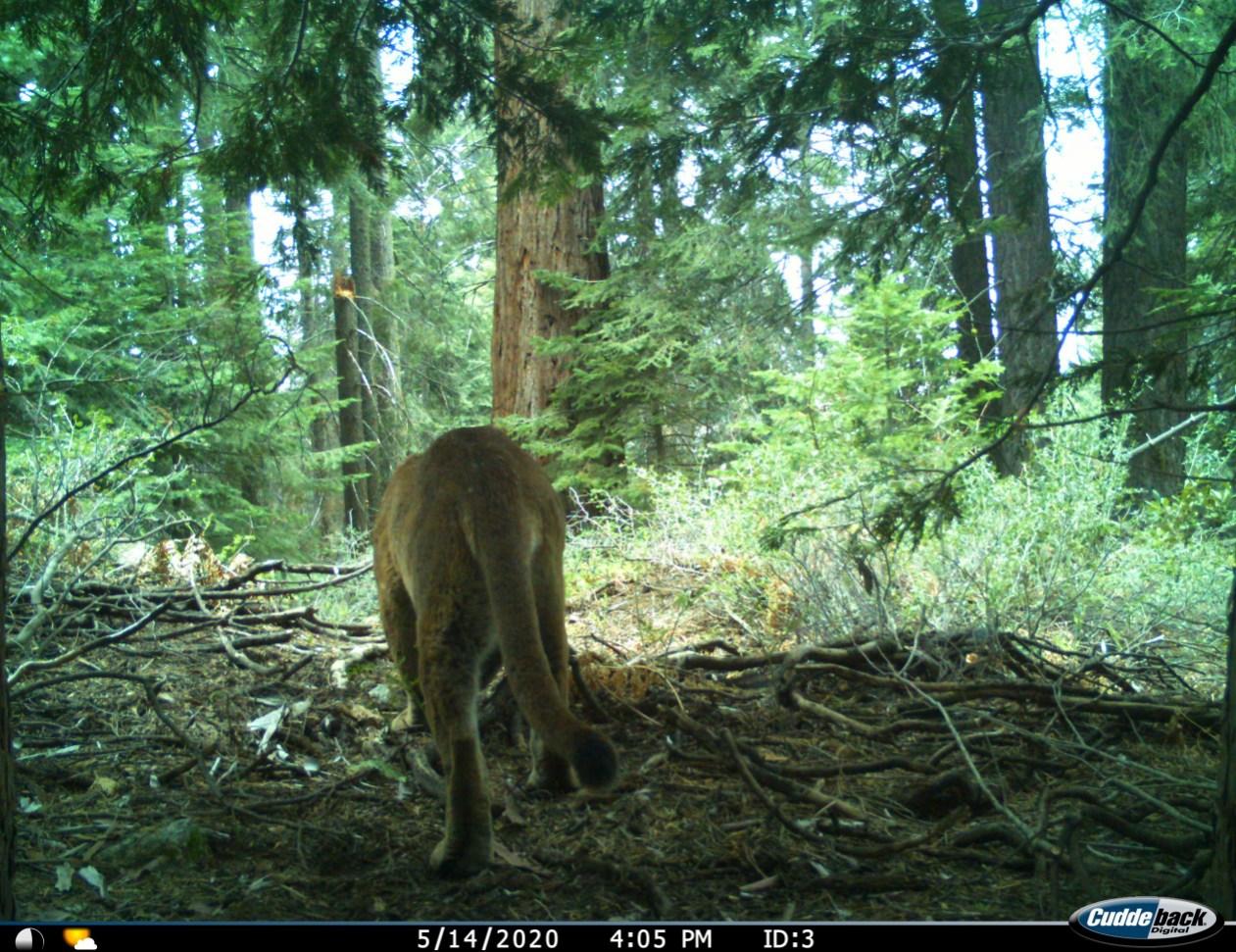 A wildife camera trap catches a glimpse of a mature mountain lion from behind as it makes its way through a redwood forest. 