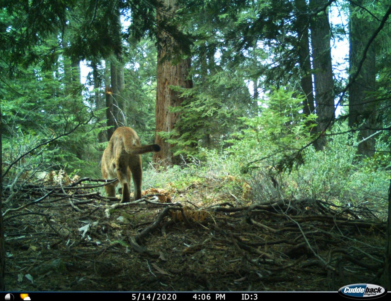 A wildife camera trap catches a glimpse of a mature mountain lion from behind as it makes its way through a redwood forest. 