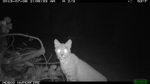 Bobcat. All photos courtesy of our partners, Peninsula Open Space Trust (POST) and Sempervirens Fund