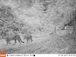 Mountain lion. All photos courtesy of our partners, Peninsula Open Space Trust (POST) and Sempervirens Fund