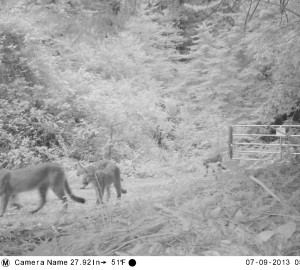 Mountain lion. All photos courtesy of our partners, Peninsula Open Space Trust (POST) and Sempervirens Fund