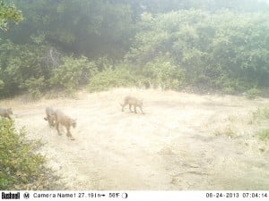 Mountain lion. All photos courtesy of our partners, Peninsula Open Space Trust (POST) and Sempervirens Fund