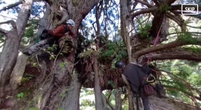 researchers in tree