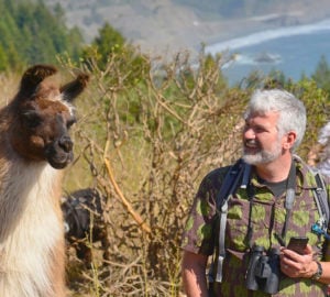 Watching for coyotes, bears and mountain lions, llamas guarded a goat herd that rid meadows of invasive bull thistle in 2014 and 2015 on the League's Cape Vizcaino property. Photo by Mike Shoys
