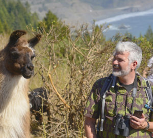 Watching for coyotes, bears and mountain lions, llamas guarded a goat herd that rid meadows of invasive bull thistle in 2014 and 2015 on the League's Cape Vizcaino property. Photo by Mike Shoys