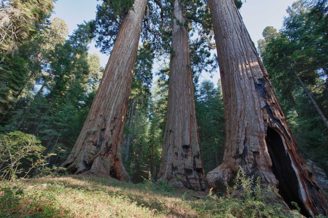 Three large giant sequoias