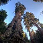 Craig Ranch, the new gateway to these majestic giant sequoias on Case Mountain, will soon be open to the public, thanks to gifts from League members like you. Photo by Bob Wick