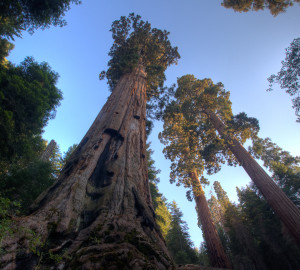 Craig Ranch, the new gateway to these majestic giant sequoias on Case Mountain, will soon be open to the public, thanks to gifts from League members like you. Photo by Bob Wick