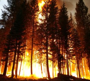 Giant sequoia and fire