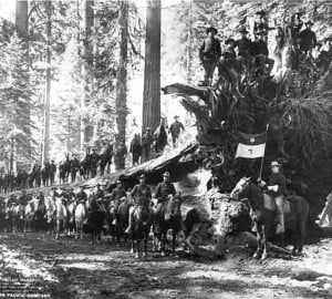 U.S. Cavalry with the Fallen Monarch tree, Mariposa Grove, 1899. In the days before park rangers, the army administered the national park.