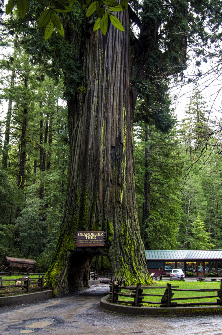 The strange history of the redwood tunnel trees Save the Redwoods League