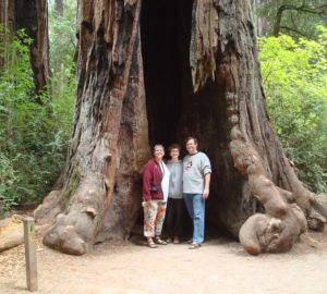 Three people stand inside the burned out trunk of a massive living redwood carved out by fire, known as a chimney tree. 