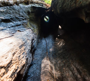 Looking up inside the trunk of a massive redwood carved out by fire, known as a chimney tree.