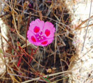 Clarkia amoena