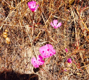 Clarkia amoena