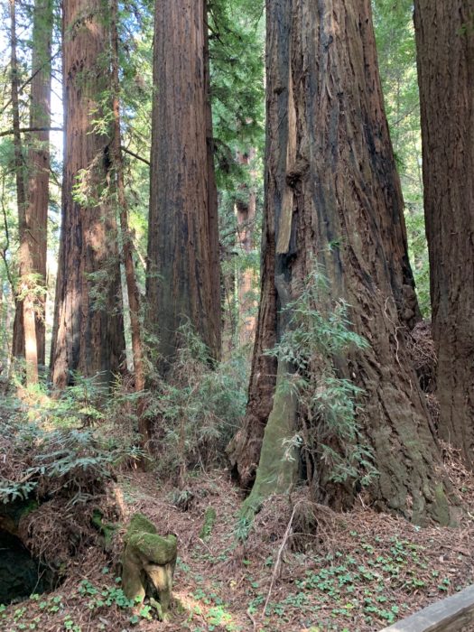 Coast Redwood