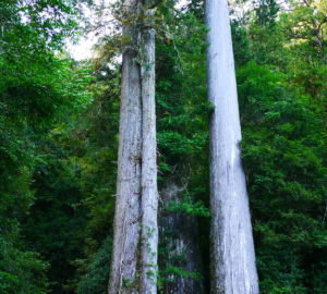 Coffin tree. Photo by Brian Chlu, Flickr Creative Commons