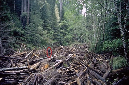 Collapsed logging road