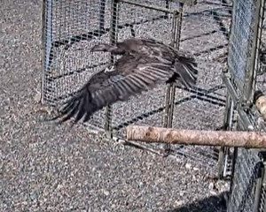 condor release