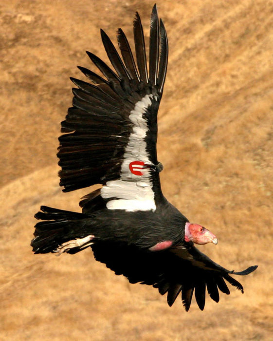 condor usfws