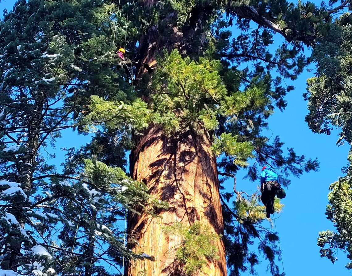 Two researchers hang from climbing ropes in a giant sequoia.