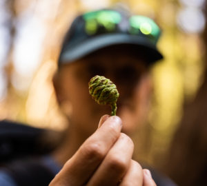 woman holding a giant sequoia cone