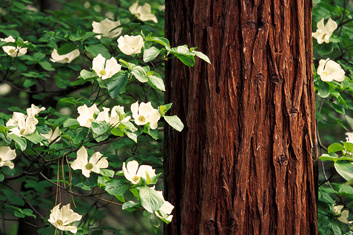 Eternal Blossom